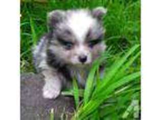 Pomeranian Puppy for sale in AIEA, HI, USA