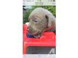 Labrador Retriever Puppy for sale in SMITHS GROVE, KY, USA