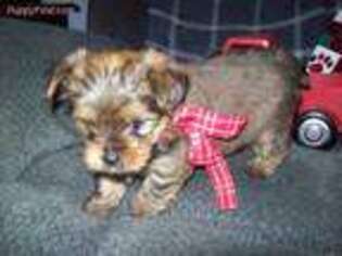 Yorkshire Terrier Puppy for sale in Springwater, NY, USA