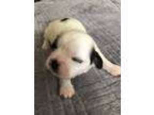 Mutt Puppy for sale in Mount Morris, NY, USA