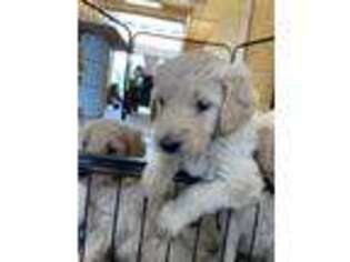Goldendoodle Puppy for sale in Cranesville, PA, USA