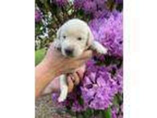 Labrador Retriever Puppy for sale in Leon, WV, USA