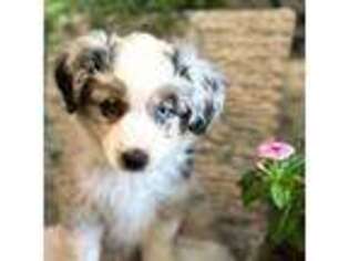 Miniature Australian Shepherd Puppy for sale in Denton, TX, USA