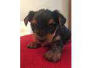Yorkshire Terrier Puppy for sale in Ashland, KY, USA