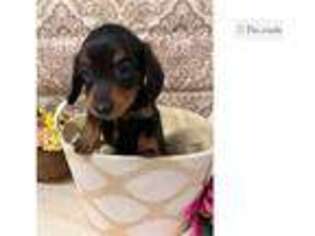 Dachshund Puppy for sale in Fort Smith, AR, USA