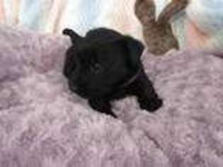 Scottish Terrier Puppy for sale in Laurel, MS, USA