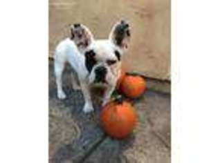 French Bulldog Puppy for sale in Princeton, MN, USA