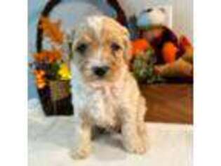 Australian Labradoodle Puppy for sale in Robert, LA, USA