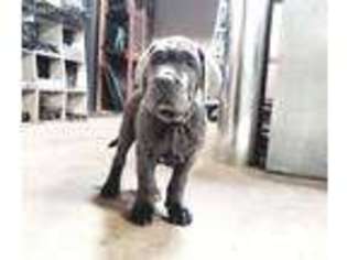 Neapolitan Mastiff Puppy for sale in Mount Morris, MI, USA