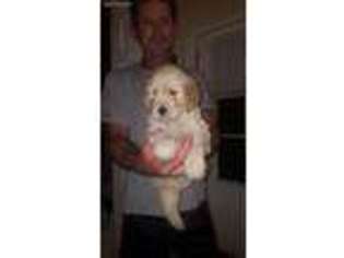 Goldendoodle Puppy for sale in Metairie, LA, USA