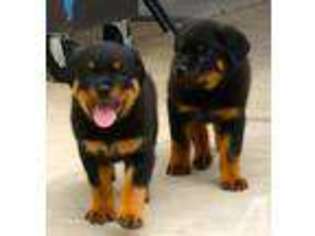 Rottweiler Puppy for sale in SACRAMENTO, CA, USA