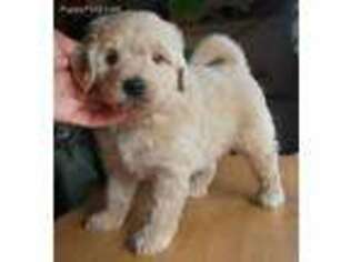 Goldendoodle Puppy for sale in Colfax, CA, USA