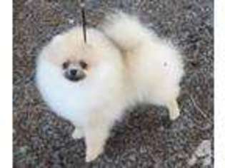 Pomeranian Puppy for sale in SAINT HELENS, OR, USA