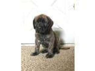 Mastiff Puppy for sale in Wellsboro, PA, USA