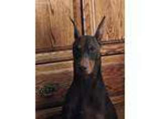 Doberman Pinscher Puppy for sale in Greeley, CO, USA
