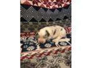Miniature Australian Shepherd Puppy for sale in Ravenwood, MO, USA