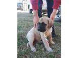 Mastiff Puppy for sale in Heavener, OK, USA