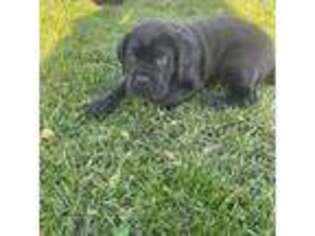 Cane Corso Puppy for sale in New Derry, PA, USA