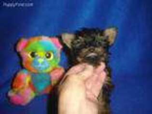 Yorkshire Terrier Puppy for sale in Russell Springs, KY, USA