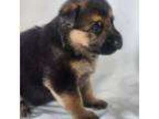 German Shepherd Dog Puppy for sale in Bokeelia, FL, USA