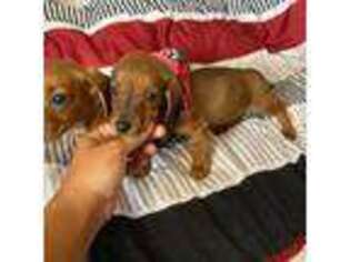 Dachshund Puppy for sale in Clearwater, FL, USA