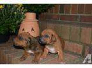 Rhodesian Ridgeback Puppy for sale in COWPENS, SC, USA