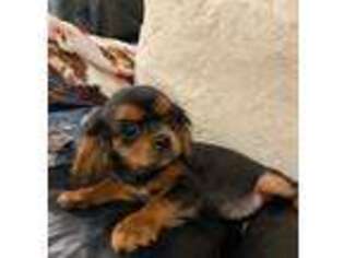 Cavalier King Charles Spaniel Puppy for sale in Wellsville, OH, USA
