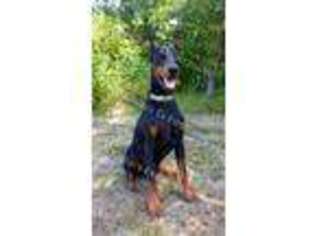 Doberman Pinscher Puppy for sale in Highlandville, MO, USA