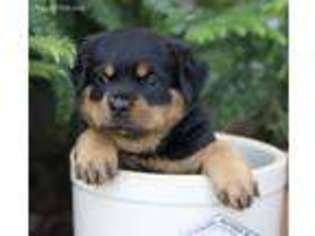 Rottweiler Puppy for sale in Olney, IL, USA