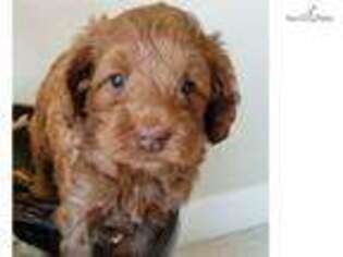 Labradoodle Puppy for sale in Greenville, SC, USA