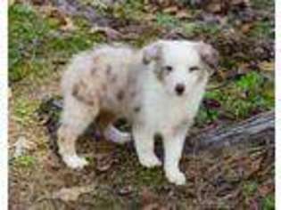 Border Collie Puppy for sale in Braxton, MS, USA