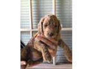Goldendoodle Puppy for sale in Englewood, TN, USA