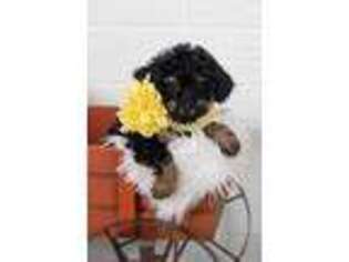 Mutt Puppy for sale in Waterloo, NY, USA