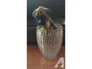 Boxer Puppy for sale in VAN NUYS, CA, USA