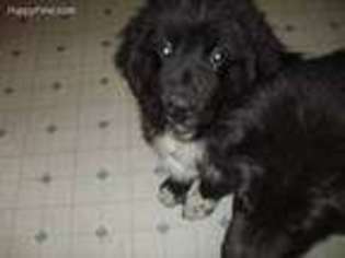Newfoundland Puppy for sale in Columbiana, OH, USA