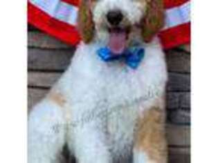 Goldendoodle Puppy for sale in Henagar, AL, USA