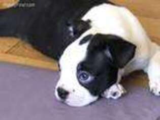 Boston Terrier Puppy for sale in Bellflower, CA, USA