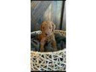 Goldendoodle Puppy for sale in Leander, TX, USA