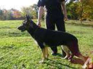 German Shepherd Dog Puppy for sale in WILLOW SPRINGS, MO, USA