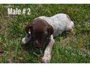 German Shorthaired Pointer Puppy for sale in Albemarle, NC, USA