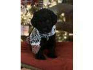 Mutt Puppy for sale in Lakeville, MN, USA