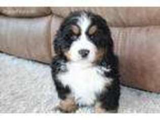 Bernese Mountain Dog Puppy for sale in Sugarcreek, OH, USA
