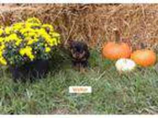 Rottweiler Puppy for sale in Crofton, KY, USA