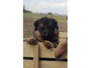 German Shepherd Dog Puppy for sale in Brodhead, KY, USA