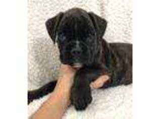 Boxer Puppy for sale in Oskaloosa, IA, USA