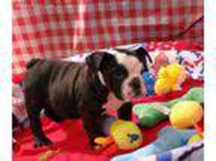 Bulldog Puppy for sale in Okmulgee, OK, USA