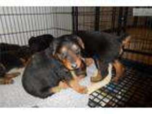 Airedale Terrier Puppy for sale in Manhattan, KS, USA