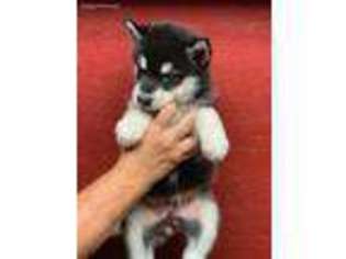 Alaskan Malamute Puppy for sale in Calhoun, MO, USA