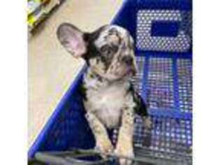 French Bulldog Puppy for sale in Dover, NJ, USA