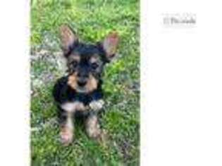 Yorkshire Terrier Puppy for sale in Little Rock, AR, USA